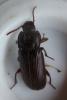 Tenebrio sp.